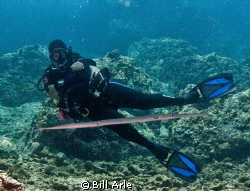 Cornetfish and dive leader, Shannon from Kohala Divers.  ... by Bill Arle 